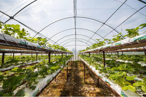 农业物联网——设施草莓吊槽式立体栽培技术