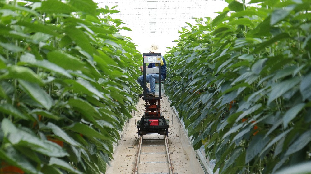 智能农场的前沿：机器学习如何引领农业创新