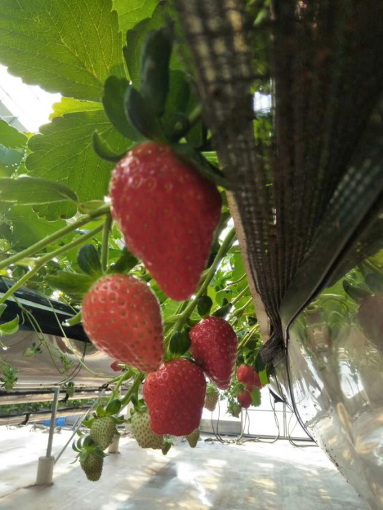 农业物联网——设施草莓吊槽式立体栽培技术