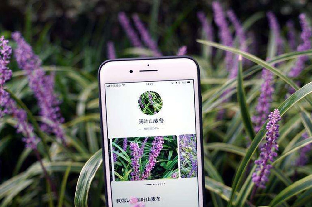 AI植物识别系统